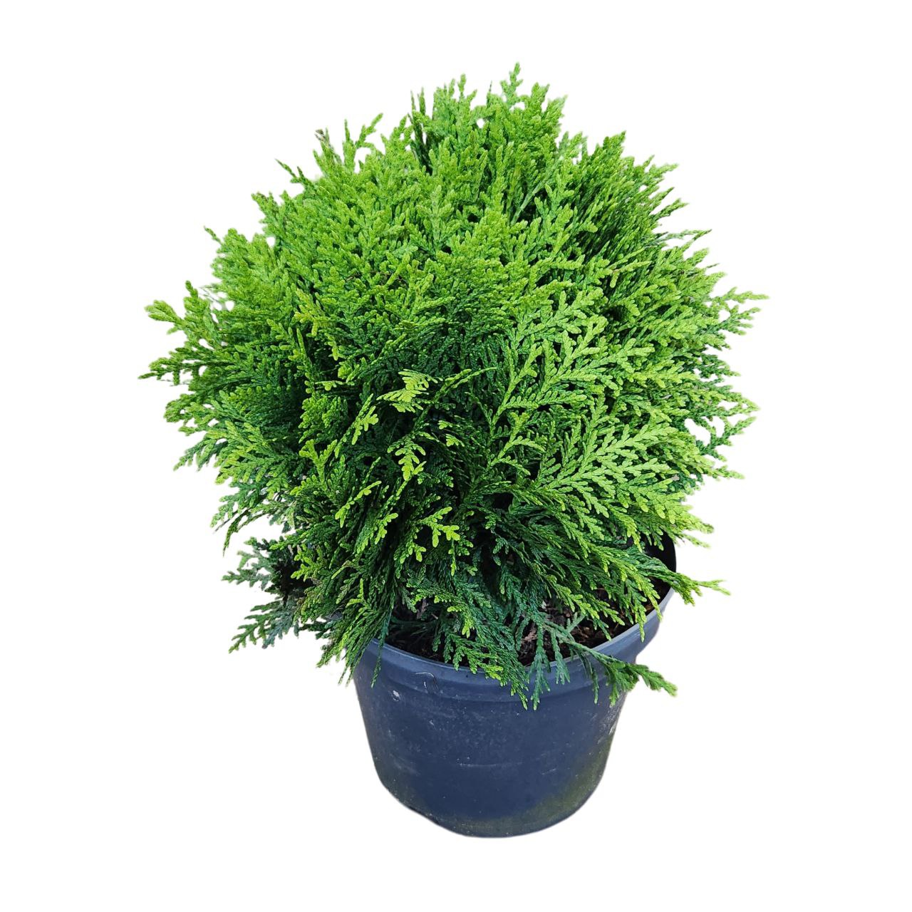 Туя западная Даника